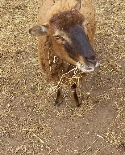 't Uiltje Chalet Ermelo