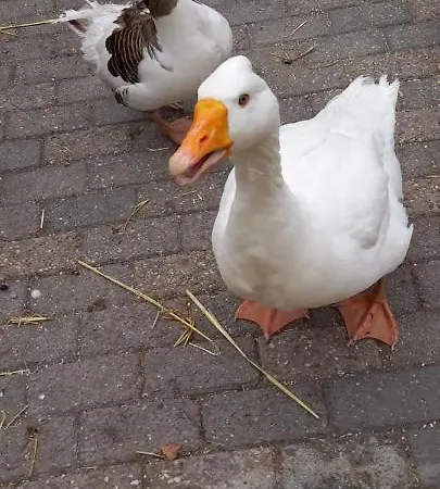 't Uiltje Шале Эрмело