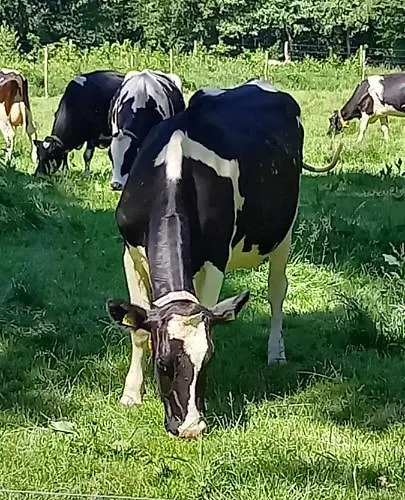 't Uiltje Chalet Ermelo