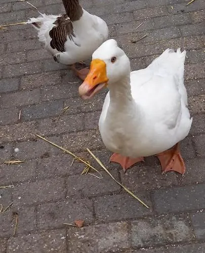 't Uiltje Chalet Ermelo